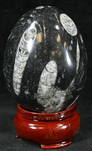 Polished Fossil Orthoceras (Cephalopod) Egg #23522